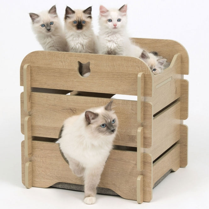 Katzen