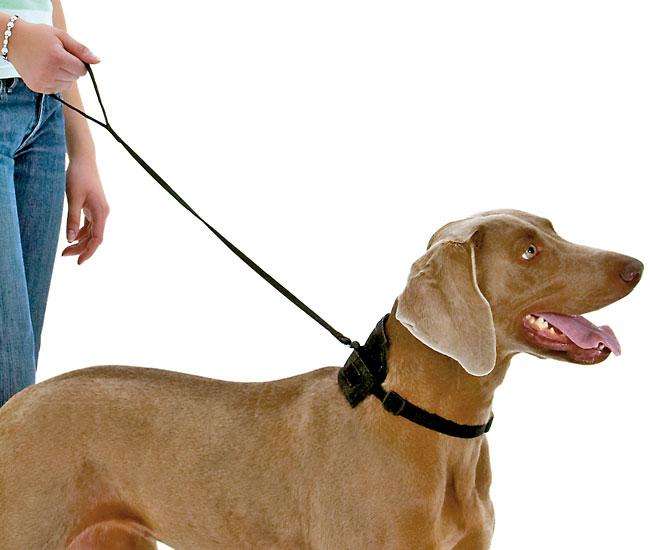 Karlie TOM DOG Halsband und Leine in einem - 55-75 cm