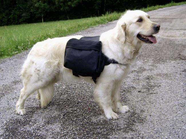 Kerbl Hunderucksack GLOBETROTTER